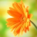   aa